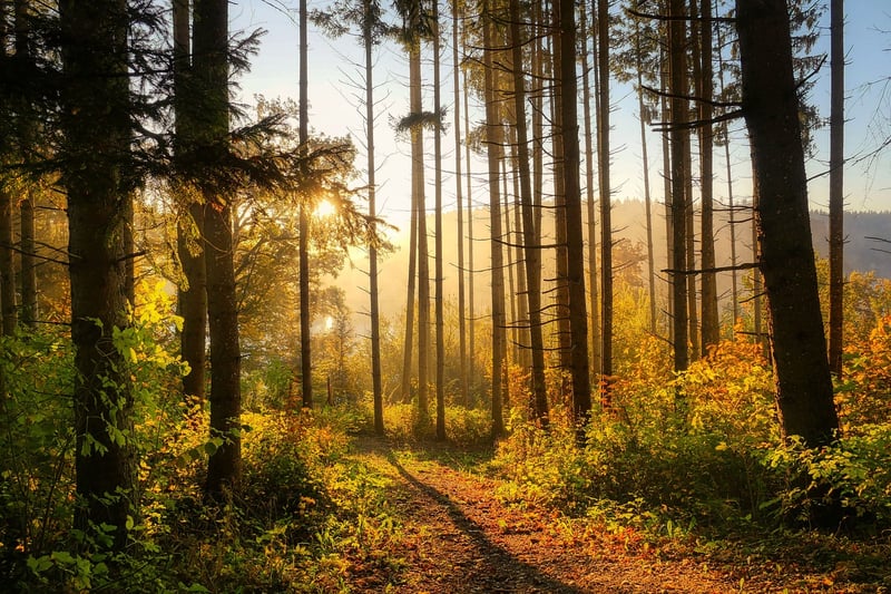 Enchanted Forest of Eldoria