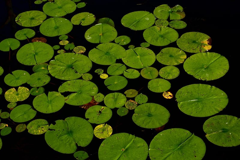 Water Oasis Garden